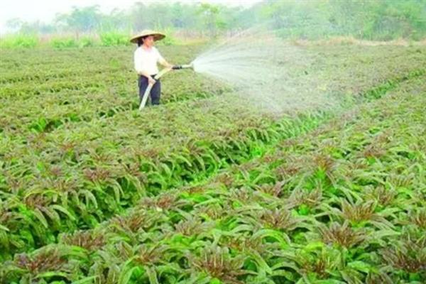怎么让莴笋膨大长粗，喷施专用的膨大素可让笋茎变粗大