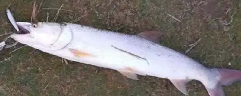 鳡鱼简介，是性格凶猛的淡水鱼