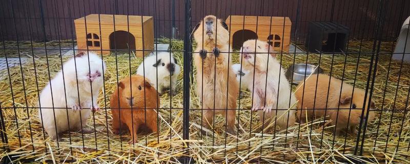 养殖荷兰猪的方向，具有当作肉鼠、宠物、实验生物等用途