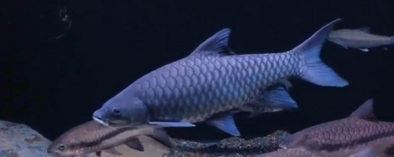 淡水鱼的种类有哪些，常见的有鲤鱼、草鱼、螺狮青等