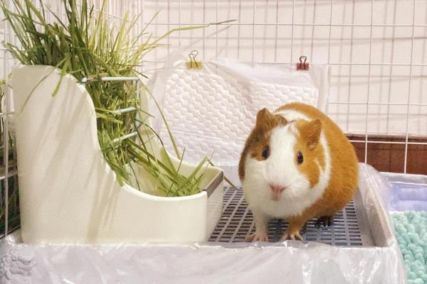 养殖荷兰猪的方向，具有当作肉鼠、宠物、实验生物等用途