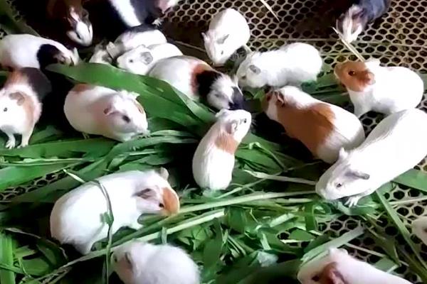养殖荷兰猪的方向，具有当作肉鼠、宠物、实验生物等用途