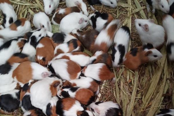 养殖荷兰猪的方向，具有当作肉鼠、宠物、实验生物等用途