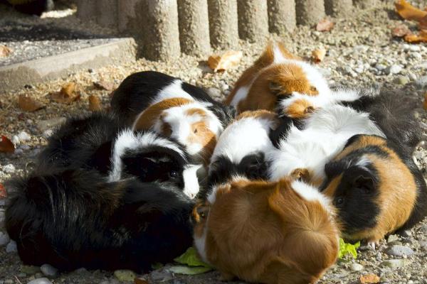 养殖荷兰猪的方向，具有当作肉鼠、宠物、实验生物等用途