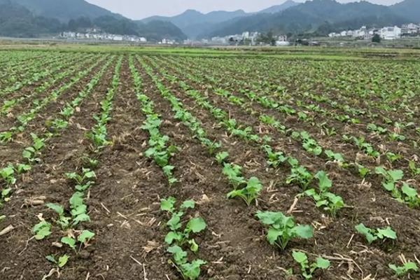 油菜杂草丛生如何选择农药，可选择乙草胺、氟吡甲禾灵等
