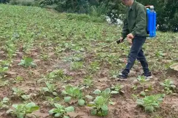 油菜杂草丛生如何选择农药，可选择乙草胺、氟吡甲禾灵等