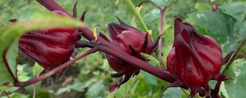 红桃k开花前还是开花后摘，是开花后采摘