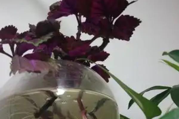 彩叶草怎么水插，挑选茎干粗壮的枝条作为插穗