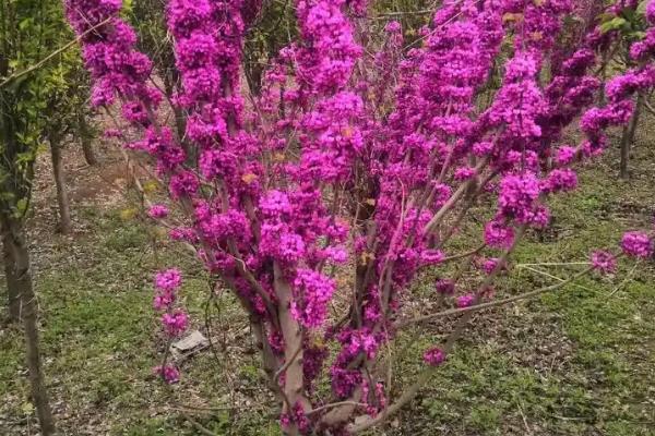 紫荆花如何过冬，需要严格控水