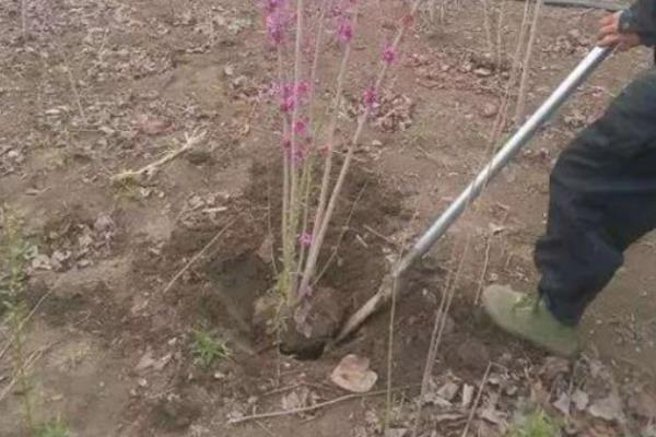 紫荆花如何过冬，需要严格控水