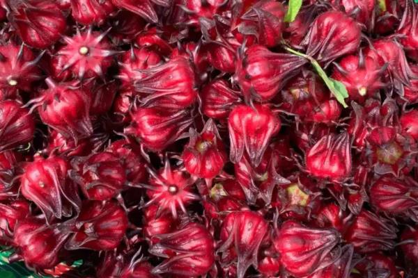 红桃k开花前还是开花后摘，是开花后采摘