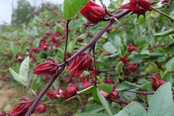 红桃k开花前还是开花后摘，是开花后采摘