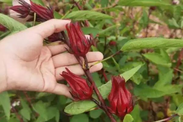 红桃k开花前还是开花后摘，是开花后采摘