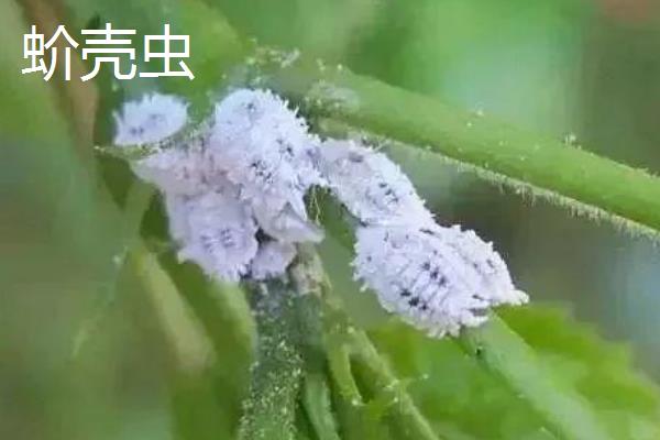 发财树上面会出现什么虫子，常见蚧壳虫、红蜘蛛等种类