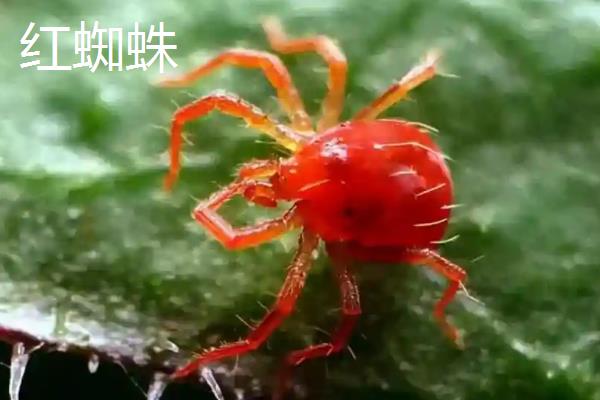 发财树上面会出现什么虫子，常见蚧壳虫、红蜘蛛等种类