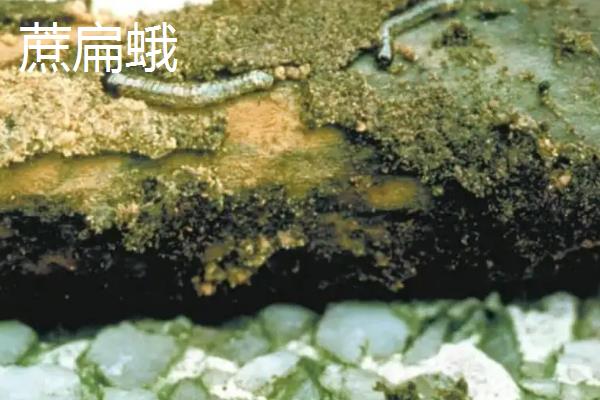 发财树上面会出现什么虫子，常见蚧壳虫、红蜘蛛等种类