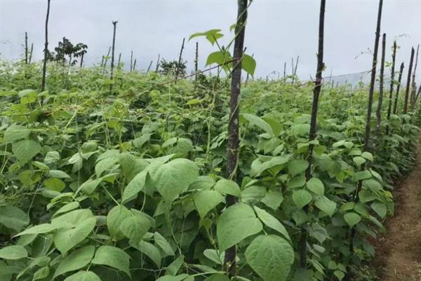 四季豆多高可以打顶，长到半米高时进行