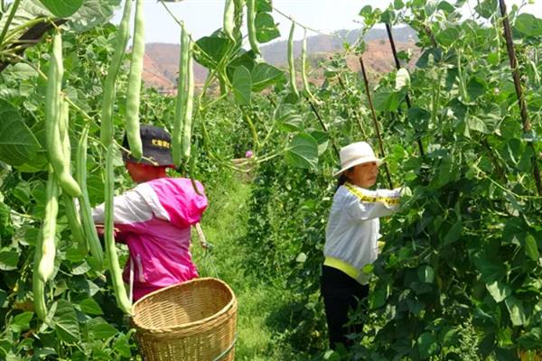 四季豆多高可以打顶，长到半米高时进行
