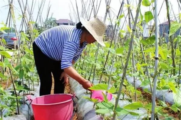 四季豆多高可以打顶，长到半米高时进行