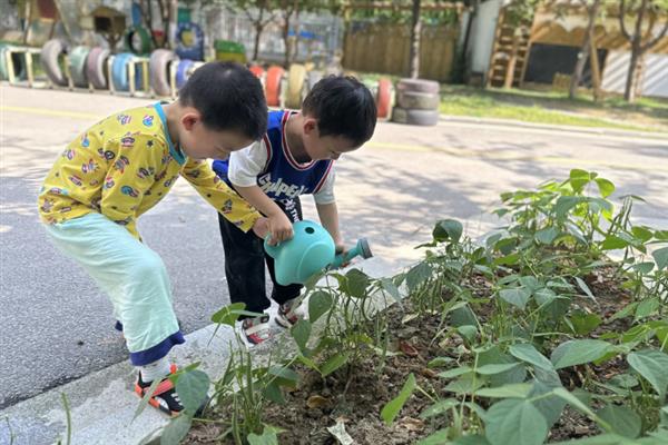 四季豆多高可以打顶，长到半米高时进行