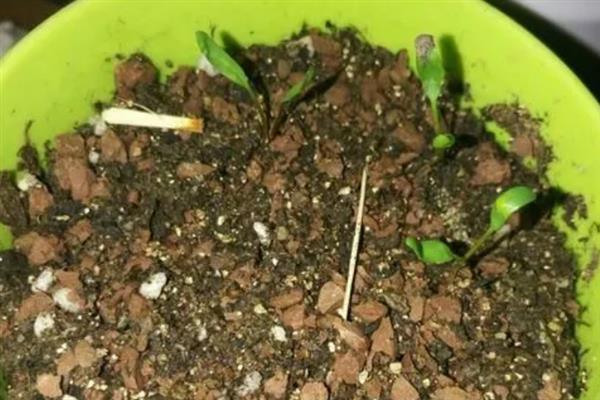 蝴蝶兰的种植方式，一年四季均可进行播种繁殖