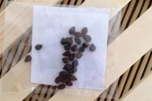 蝴蝶兰的种植方式，一年四季均可进行播种繁殖