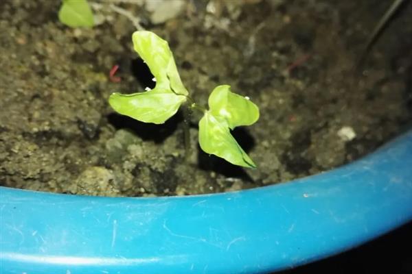蝴蝶兰的种植方式，一年四季均可进行播种繁殖