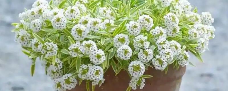 香雪球的养殖方法，需要每隔一周浇水1-2次