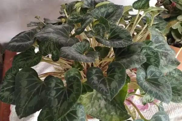 仙客来如何繁殖，可播种繁殖、块茎繁殖等