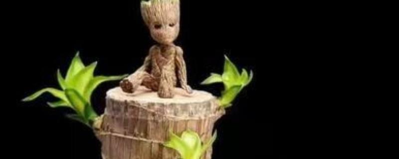 怎么养格鲁特小树人盆栽，需要每隔1周换一次水