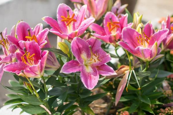 百合是不是一年四季都开花，通常会在4-7月份开放