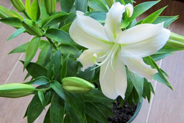 百合是不是一年四季都开花，通常会在4-7月份开放