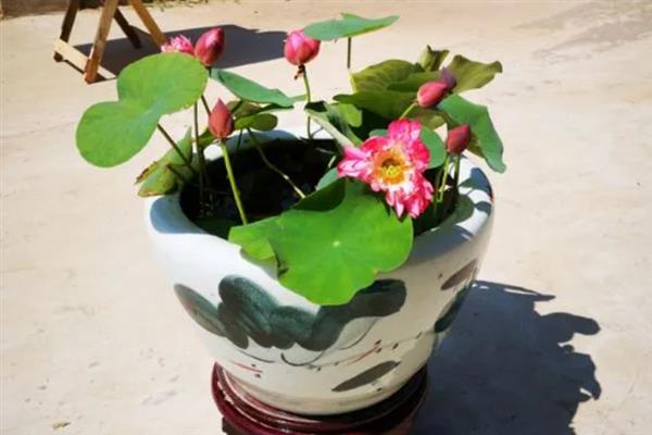 盆栽荷花的移植方法，可以在春季进行