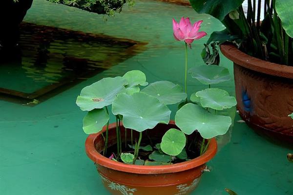 盆栽荷花的移植方法，可以在春季进行