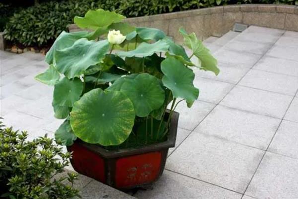 盆栽荷花的移植方法，可以在春季进行