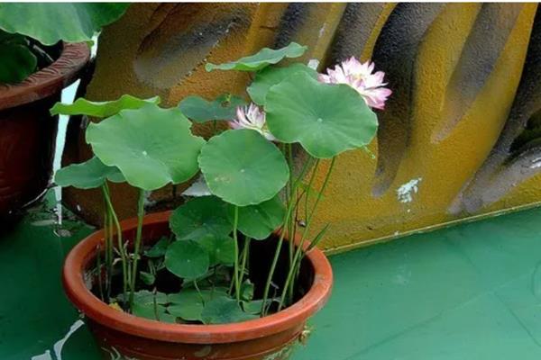 盆栽荷花的移植方法，可以在春季进行
