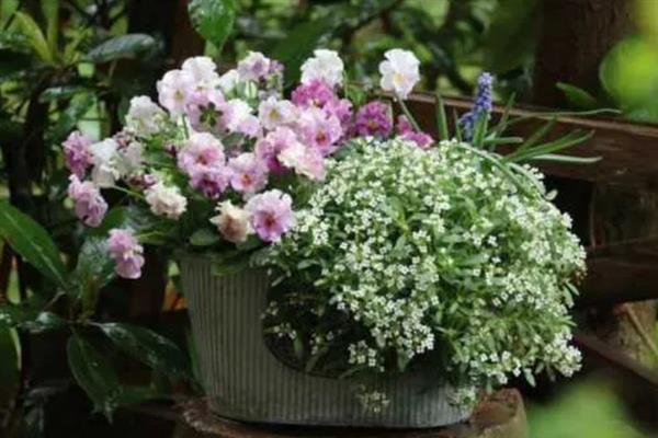 香雪球的养殖方法,需要每隔一周浇水1-2次