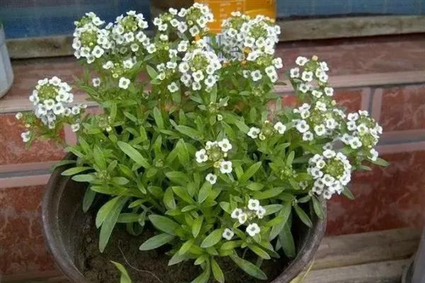 香雪球的养殖方法,需要每隔一周浇水1-2次