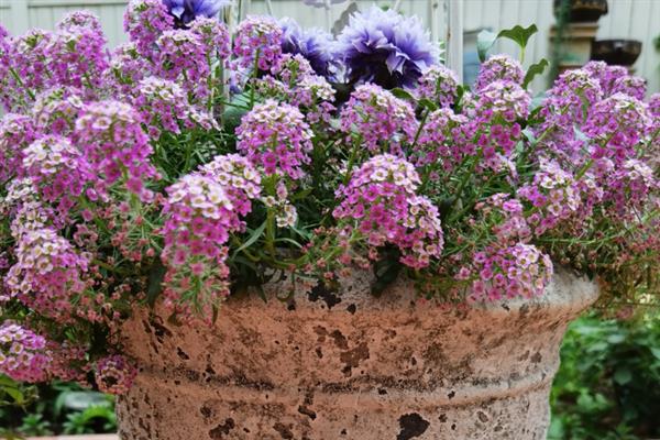 香雪球的养殖方法,需要每隔一周浇水1-2次