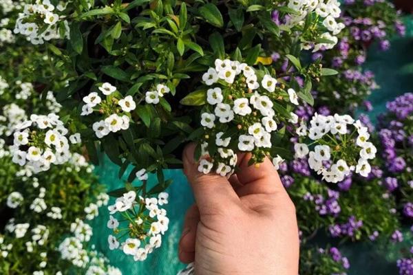 香雪球的养殖方法,需要每隔一周浇水1-2次