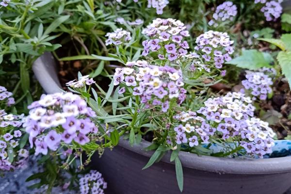 香雪球的养殖方法,需要每隔一周浇水1-2次