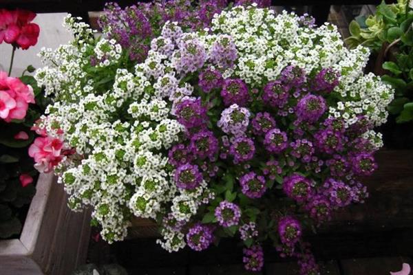 香雪球的养殖方法,需要每隔一周浇水1-2次