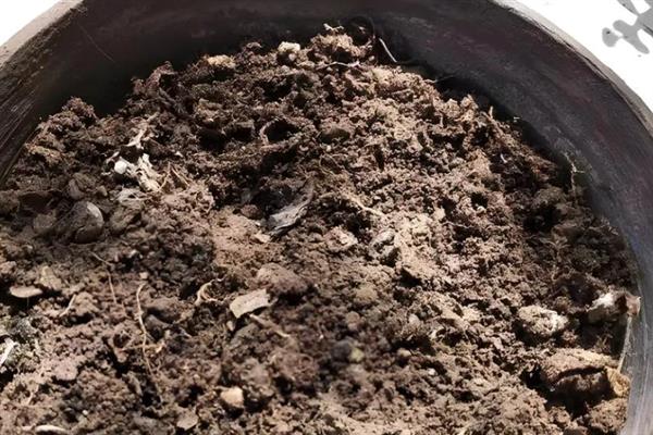 香雪球的养殖方法,需要每隔一周浇水1-2次