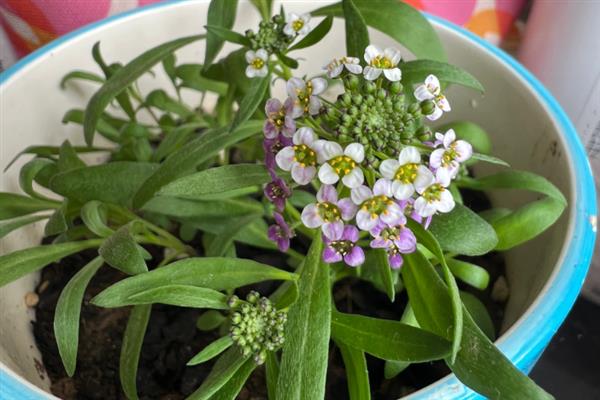 香雪球的养殖方法,需要每隔一周浇水1-2次