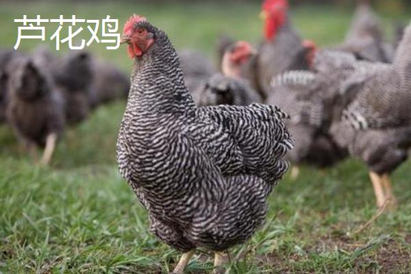 安义瓦灰鸡简介，是一种药用型鸡种