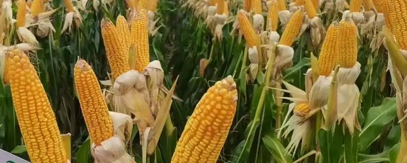 郑单326玉米的种植要点，通常在6月中旬前进行播种
