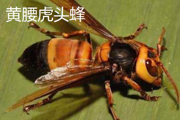 虎头蜂的种类，有黑腹虎头蜂、黄腰虎头蜂等