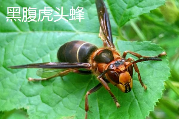虎头蜂的种类，有黑腹虎头蜂、黄腰虎头蜂等