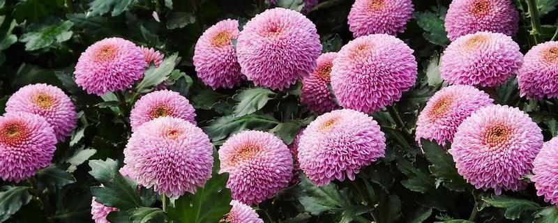 乒乓菊何时播种，选在4月份左右可提高发芽率