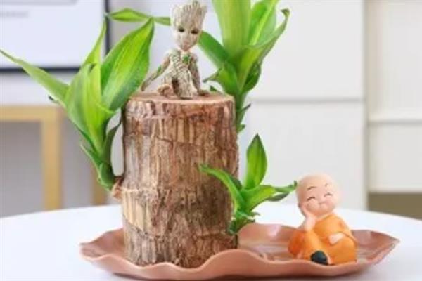 怎么养格鲁特小树人盆栽，需要每隔1周换一次水